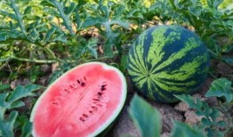 今日吃瓜51cg,揭秘娱乐圈最新热点事件